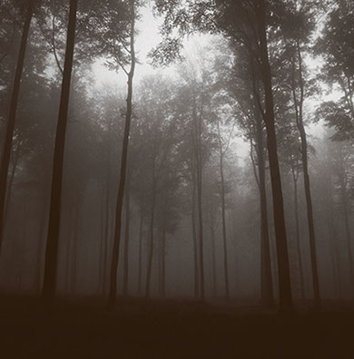 Photo noir et blanc d'une forêt dense avec du brouillard. L'ambiance est inquiétante et sombre.